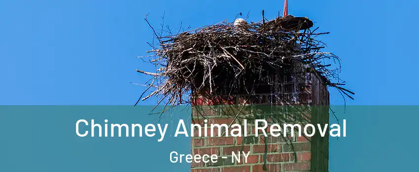  Chimney Animal Removal Greece - NY