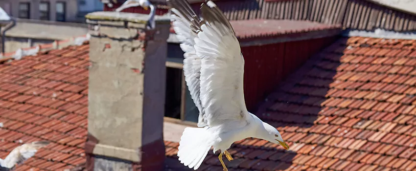 Residential Chimney Animal Removal Solution in Greece, NY